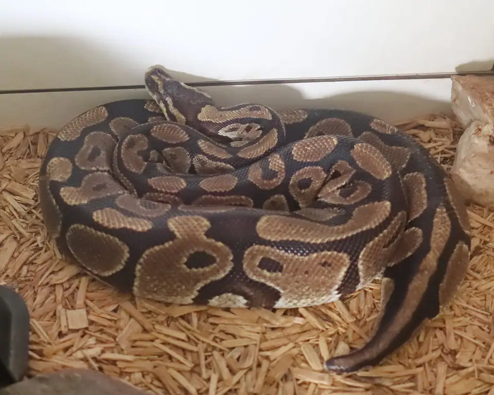 A ball python coiled on wood shavings in an enclosure at a nature sanctuary visitor center